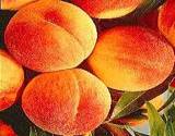 photo of fresh ripe peaches a good natural source to avoid vitamin deficiency