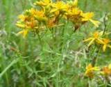 photo of a field of St. John's Wort a natural herbal remedy for chronic fatigue