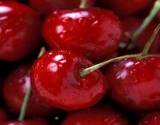 fresh picked cherries