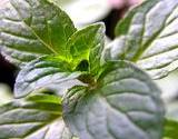 chocolate mint for herb garden