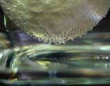 photo of an egg formenting in a jar of rice vinegar