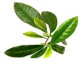 photo of a fresh green tea leaf ready to brew medicinal green tea
