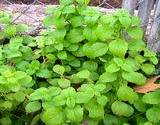 lemonmint for herb garden