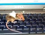 photo of a mouse walking across a computer keyboard