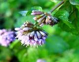 orangemint for herb garden