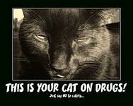 photo of a black cat stoned on catnip with a sign saying 