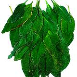 photo of fresh comfrey leaves add to bath and relieves pain of herniated disk