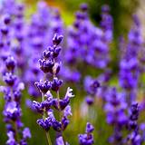 closeup of lavender flowers