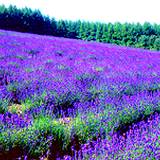 a beautiful field of lavender flowers