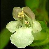 photo of a lemon balm blossom makes delicious medicinal tea