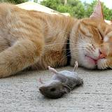 photo of a dead mouse laying beside a sleeping cat natures natural pest control