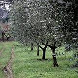 photo of an olive grove