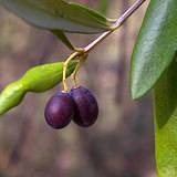 olives growing on a branch