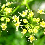a closeup photo of yellow parsley flowers
