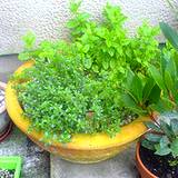 tyme, mint and parsley growning in one container