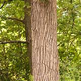 photo of a White Oak Bark Tree a natural remedy for the inflammation of skin rash