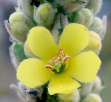 GREAT MULLEIN